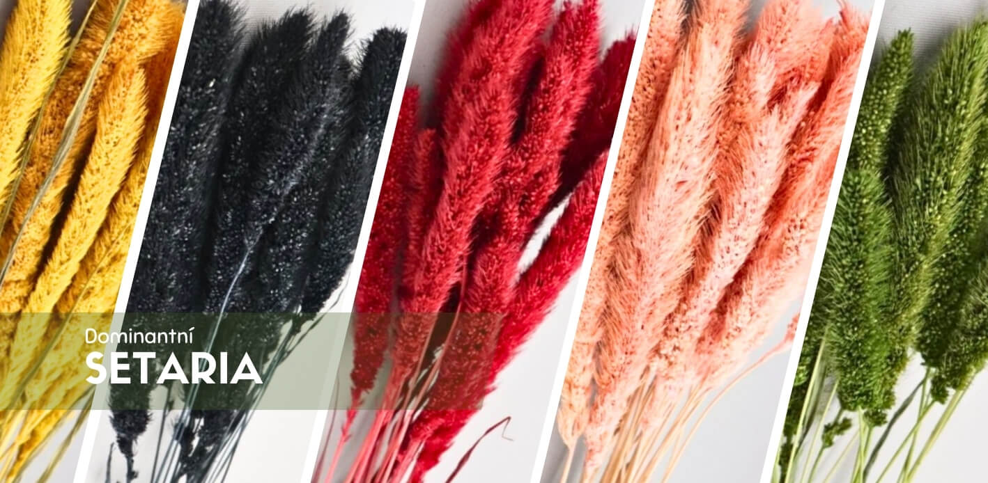 Sušená Setaria (Bér)